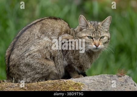 Ausgewachsene männliche Europäische Wildkatze (Felis silvestris), die auf dem Boden ruht Stockfoto