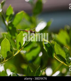 Libellen ruhen während der Fütterung an einem heißen Sommertag im Südosten auf Blättern und Blumen aus! Stockfoto
