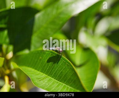 Libellen ruhen während der Fütterung an einem heißen Sommertag im Südosten auf Blättern und Blumen aus! Stockfoto