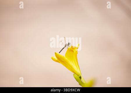 Libellen ruhen während der Fütterung an einem heißen Sommertag im Südosten auf Blättern und Blumen aus! Stockfoto