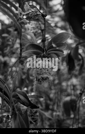 Schwarz-weiße Nahaufnahme einer Orchidee, die mitten in der Luft im immersiven Blumenraum der Teamlab-Planeten schwebt Stockfoto