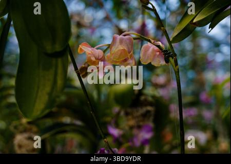 Zarte rote Orchideen hängen anmutig zwischen üppigem Laub innerhalb der Teamlab-Planeten Stockfoto