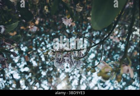 Orchideen schweben anmutig in der Luft vor einem traumhaften, spiegelnden Hintergrund innerhalb der Teamlab-Planeten. Stockfoto