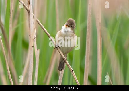Great Reed Warbler Singt In The Reeds Stockfoto