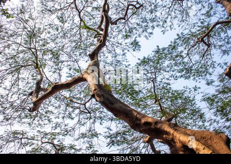 Eine aufwärts gerichtete Perspektive, die Äste von Bäumen, reich mit grünem Laub geschmückt, vor einem ruhigen blauen Himmel zeigt. Stockfoto