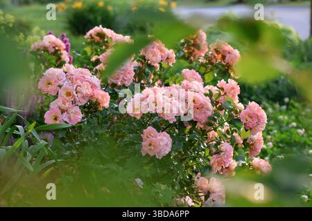 Rosa Korallenpfirsichfarben floribunda Rosenstrauch in einem Sommergarten mit selektiver Fokussierung Stockfoto