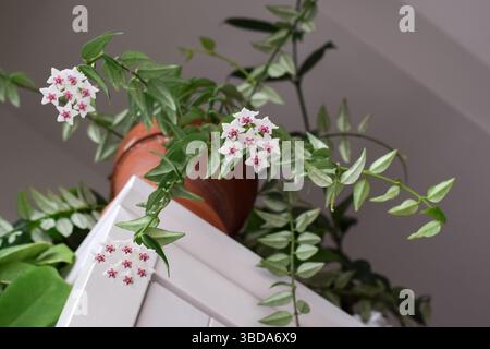 Ich schaue auf die blühende Hoya Bella-Zimmerpflanze in einem Terrakotta-Topf, der auf einem weißen Schrank steht Stockfoto