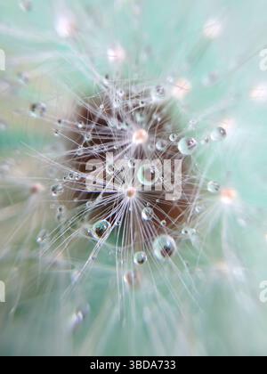 Makroaufnahme von Löwenzahn mit Wassertropfen Stockfoto