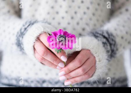 Eine Frau in einem Pullover hält eine einzelne rosa Anemonenblume Stockfoto