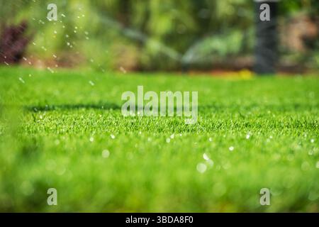 Ein üppiger, grüner Rasen wird von Sprinklern bewässert, was eine erfrischende Atmosphäre schafft. Wassertröpfchen glitzern im Sonnenlicht und verleihen dem Garten eine besondere Note Stockfoto