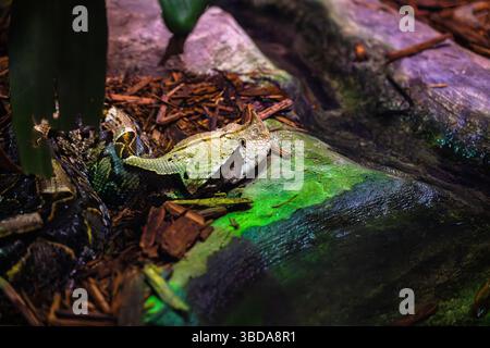Die Gaboon Viper diese große giftige Schlange ist in den Regenwäldern und Savannen Afrikas südlich der Sahara beheimatet. Die längsten Zähne sind bis zu 5 cm lang Stockfoto