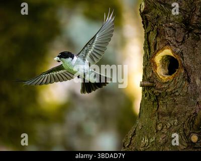 Aberystwyth, Ceredigion, Wales, Vereinigtes Königreich. Mai 2025. Männliche (schwarz-weiß) und weibliche (braun-weiß) Rattenfänger sind an ihrem Nestplatz beschäftigt und bringen Insekten, um ihre Jungen darin zu füttern. Die Jungen produzieren einen weißen Kotsack, den die Parenbten aus hygienischen Gründen aus dem Nestplatz nehmen, um den Geruch der Raubtiere zu verhindern; er bestätigt auch, dass sich lebende junge Tiere im Nestplatz befinden. Quelle: Phil Jones/Alamy Live News Stockfoto