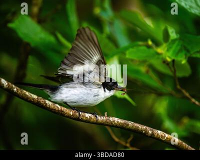 Aberystwyth, Ceredigion, Wales, Vereinigtes Königreich. Mai 2025. Männliche (schwarz-weiß) und weibliche (braun-weiß) Rattenfänger sind an ihrem Nestplatz beschäftigt und bringen Insekten, um ihre Jungen darin zu füttern. Die Jungen produzieren einen weißen Kotsack, den die Parenbten aus hygienischen Gründen aus dem Nestplatz nehmen, um den Geruch der Raubtiere zu verhindern; er bestätigt auch, dass sich lebende junge Tiere im Nestplatz befinden. Quelle: Phil Jones/Alamy Live News Stockfoto