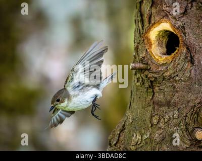 Aberystwyth, Ceredigion, Wales, Vereinigtes Königreich. Mai 2025. Männliche (schwarz-weiß) und weibliche (braun-weiß) Rattenfänger sind an ihrem Nestplatz beschäftigt und bringen Insekten, um ihre Jungen darin zu füttern. Die Jungen produzieren einen weißen Kotsack, den die Parenbten aus hygienischen Gründen aus dem Nestplatz nehmen, um den Geruch der Raubtiere zu verhindern; er bestätigt auch, dass sich lebende junge Tiere im Nestplatz befinden. Quelle: Phil Jones/Alamy Live News Stockfoto