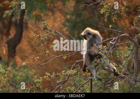Eine große graue Langur auf einem Baumzweig während des Abendlichts in Udaipur, rajasthan, indien. Stockfoto