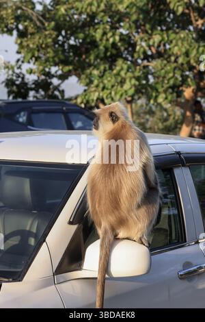 Ein großer grauer Langur-Primat auf dem Seitenspiegel des Fahrzeugs Stockfoto