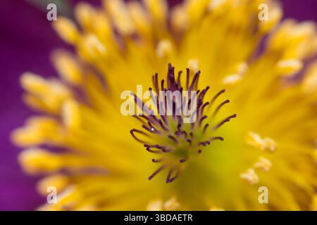 Die extreme Nahaufnahme des Eastern Pasqueflower die Nahaufnahme wächst im frühen Frühjahr Stockfoto