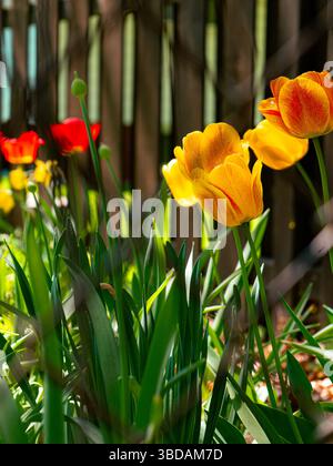 Sonnendurchflutete Tulpen blühen in einem lebendigen Garten im Hinterhof, ihre gelben und roten Blütenblätter leuchten auf saftig grünen Blättern und im Frühjahr einen rustikalen Holzzaun Stockfoto