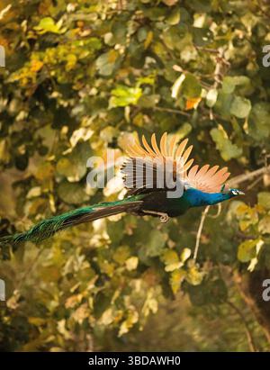 Indische Pfauze (Pavo cristatus) Kabini Reserve. Nagarahole Nationalpark. Indien Stockfoto