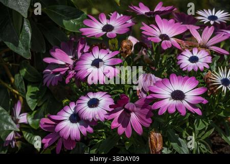 Lila afrikanische Gänseblümchen blühen Stockfoto
