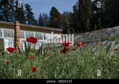 Rote Mohnblumen, die Gras auf einer Wiese überragen Stockfoto