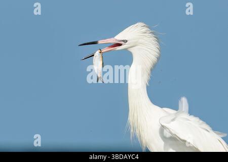 Tierra Verde, Florida, USA. Mai 2025. Ein Fisch rutscht kurzzeitig aus dem Schnabel eines seltenen, weißen, rötlichen Reihers, bevor der Vogel ihn am 23. Mai 2025 im Fort de Soto Park in Tierra Verde, Florida, wieder fängt. Dieser auffällige Vogel ist ein seltener Anblick, der von Vogelbeobachtern und Tierfotografen gleichermaßen geschätzt wird. (Kreditbild: © Ronen Tivony/ZUMA Press Wire) NUR REDAKTIONELLE VERWENDUNG! Nicht für kommerzielle ZWECKE! Stockfoto
