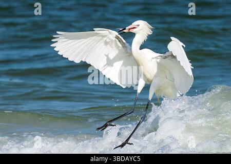 Tierra Verde, Florida, USA. Mai 2025. Ein weißer, rötlicher Reiher, die seltenste Form der seltensten Reiher Nordamerikas, hält am 23. Mai 2025 im Fort de Soto Park in Tierra Verde, Florida einen frisch gefangenen Fisch in den Schnabel. Dieser auffällige Vogel ist ein seltener Anblick, der von Vogelbeobachtern und Tierfotografen gleichermaßen geschätzt wird. (Kreditbild: © Ronen Tivony/ZUMA Press Wire) NUR REDAKTIONELLE VERWENDUNG! Nicht für kommerzielle ZWECKE! Stockfoto