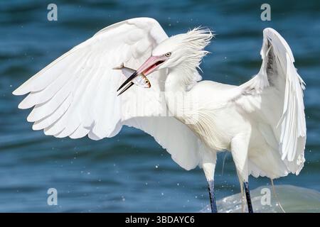 Tierra Verde, Florida, USA. Mai 2025. Ein weißer, rötlicher Reiher, die seltenste Form der seltensten Reiher Nordamerikas, hält am 23. Mai 2025 im Fort de Soto Park in Tierra Verde, Florida einen frisch gefangenen Fisch in den Schnabel. Dieser auffällige Vogel ist ein seltener Anblick, der von Vogelbeobachtern und Tierfotografen gleichermaßen geschätzt wird. (Kreditbild: © Ronen Tivony/ZUMA Press Wire) NUR REDAKTIONELLE VERWENDUNG! Nicht für kommerzielle ZWECKE! Stockfoto