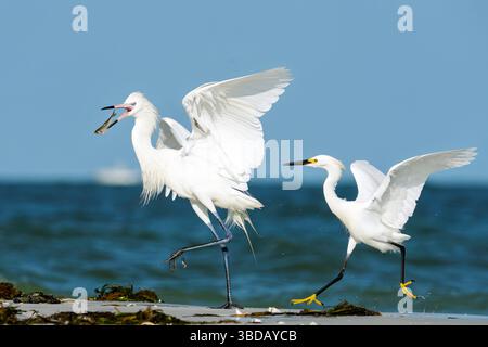 Tierra Verde, Florida, USA. Mai 2025. Ein verschneite Reiher jagt am 23. Mai 2025 im Fort de Soto Park in Tierra Verde, Florida, einen seltenen weißen morphen rötlichen Reiher mit einem frisch gefangenen Fisch. Der weiße morphe rötliche Reiher ist ein seltener Anblick, der von Vogelbeobachtern und Naturfotografen gleichermaßen geschätzt wird. (Kreditbild: © Ronen Tivony/ZUMA Press Wire) NUR REDAKTIONELLE VERWENDUNG! Nicht für kommerzielle ZWECKE! Stockfoto