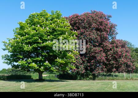 Rosskastanienbaum (Aesculus hippocastanum) mit einer roten Rosskastanie (Aesculus x carnea) daneben, blüht im Mai, England, Vereinigtes Königreich Stockfoto