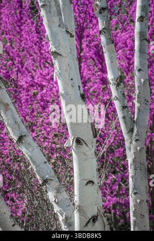 Weiße Birkenstämme mit rotem Blütenbaum dahinter, Pennsylvania, USA Stockfoto