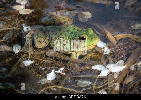 Ein grüner Nordfrosch sonnt sich in einem Teich mit gewöhnlichen Birnenblüten im Taylor Creek Park in Toronto, Kanada. Stockfoto