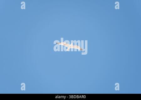 Majestätische Möwe, die anmutig gegen einen klaren blauen Himmel schweben, die Flügel in einem kraftvollen Flug vollständig ausgestreckt Stockfoto