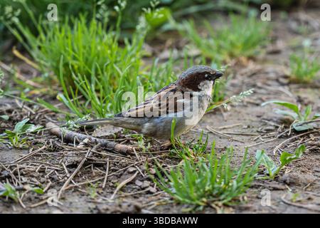 Kleiner brauner und grauer Haussperling, der auf dem Boden zwischen grünem Gras und trockenen Zweigen steht Stockfoto