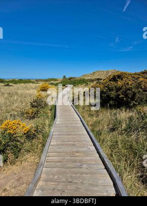 Holzsteg führt durch Sanddünen und grasbewachsenes Gelände Stockfoto