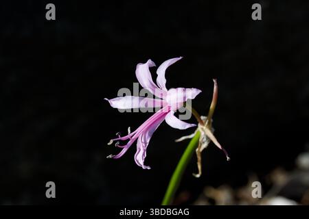 Nerine bowdenii ist eine krautige mehrjährige Staude mit riemenförmigen Blättern und großen Dolden von lilienartigen rosa Blüten. Stockfoto