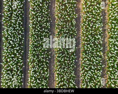 Von oben nach unten blickende weiße Blüten in perfekt ausgerichteten Reihen, die ein atemberaubendes Muster auf dem Ackerland bei hellem Tageslicht erzeugen. Stockfoto