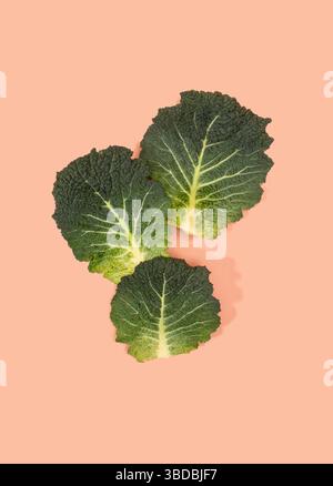 Superfood savoy, Borecole, Grünkohl. Textur Draufsicht. Stockfoto