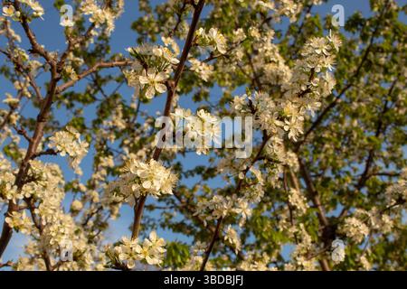 Blühender Kirschbaum im Frühjahr gegen den Ablue-Himmel. Stockfoto