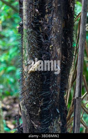 Die schwarze, dornige Oberfläche eines Baumes im peruanischen Amazonas-Regenwald Stockfoto
