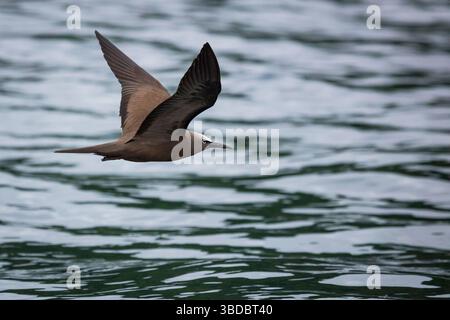 Ein brauner Noddy, Anous stolidus, im Flug über das Meer im Nationalpark Coiba Island, Pazifik, Provinz Veraguas, Republik Panama. Stockfoto