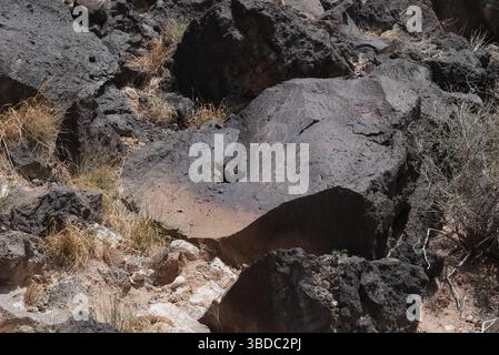 23. Mai 2025, Albuquerque, New Mexico, USA: Szenen der Petroglyphen im Rinconada Canyon, Petroglyph National Monument am 23. Mai 2025 in Albuquerque, New Mexico. Es wird geschätzt, dass 90 % der Petroglyphen des Denkmals von den Vorfahren der heutigen Pueblo geschaffen wurden. Puebloans lebten bereits vor 500 n. Chr. im Rio Grande Valley, aber eine Bevölkerungszunahme um 1300 n. Chr. führte zu zahlreichen neuen Siedlungen. Man nimmt an, dass die meisten Petroglyphen von etwa 1300 bis Ende der 1680er Jahre gemeißelt wurden (Kreditbild: © Bryan Smith/ZUMA Press Wire) NUR REDAKTIONELLE VERWENDUNG! Nicht für Komm Stockfoto