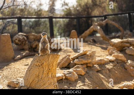 Wildes Frettchen in Tabernas, Spanien Stockfoto
