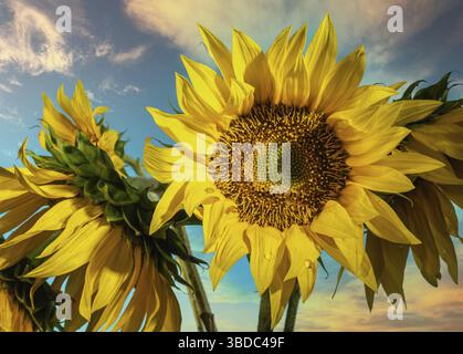 Sonnenblumenblume am Morgenhimmel, Odessa, Ukraine Stockfoto
