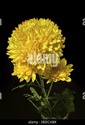 Gelb orange Chrysantheme Safari Orange Blume auf schwarzem Hintergrund. Blumenkopf Nahaufnahme, Odessa, Ukraine Stockfoto