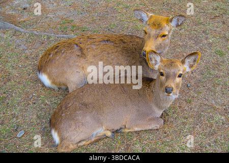 Zwei junge Hirsche im Park Stockfoto