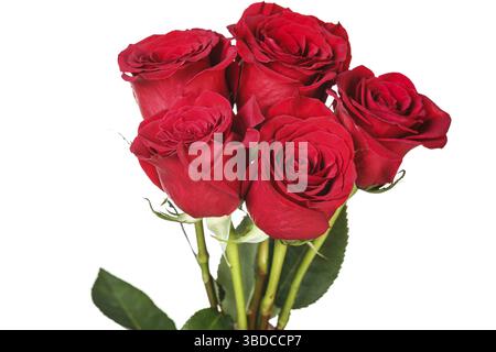 Gesättigte rote Rosen isoliert auf weißem Hintergrund Stockfoto