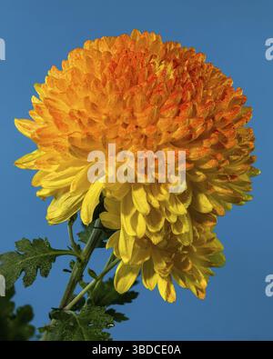 Gelb orange Chrysantheme Safari Orange Blume auf blauem Hintergrund. Blumenkopf Nahaufnahme, Odessa, Ukraine Stockfoto