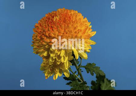Gelb orange Chrysantheme Safari Orange Blume auf blauem Hintergrund. Blumenkopf Nahaufnahme, Odessa, Ukraine Stockfoto
