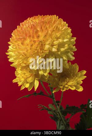 Gelb orange Chrysantheme Safari Orange Blume auf rotem Hintergrund. Blumenkopf Nahaufnahme, Odessa, Ukraine Stockfoto